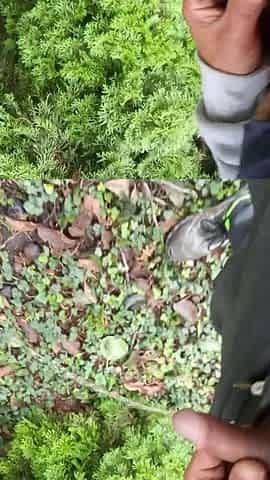 I peed outdoors while working. A lot of piss came out of my dick