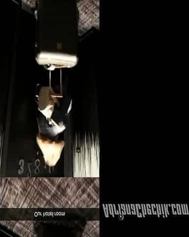 Hot ass brunette in black lingerie plays with dildo
