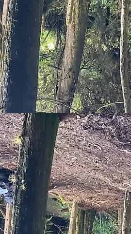 Gothic Girl Sucks a Big Cock in the Middle of the Forest