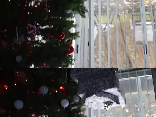 Teasing exposed Christmas present thick Lalin girl