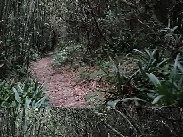 Public Forest Walk, Masturbating and Naked on Webcam