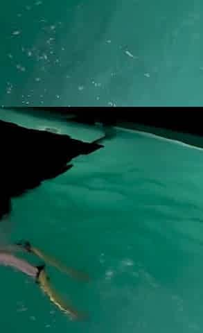 Naked Snorkel Night Slut Underwater Play