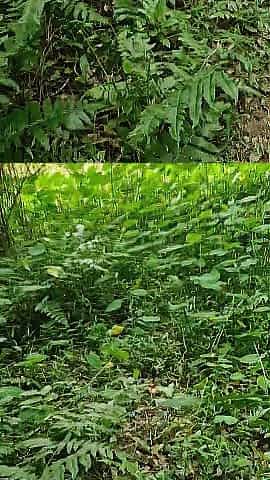 French dad screwed his twenty-year-old Oriental bitch in the forest