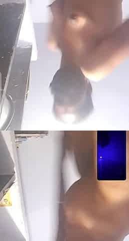 Indian Tamil Stepaunty Ass Show
