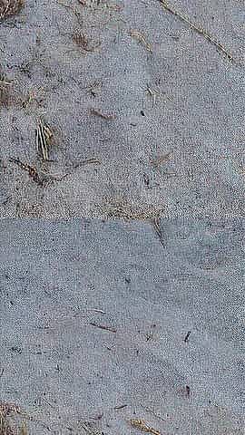 Beach Pissing