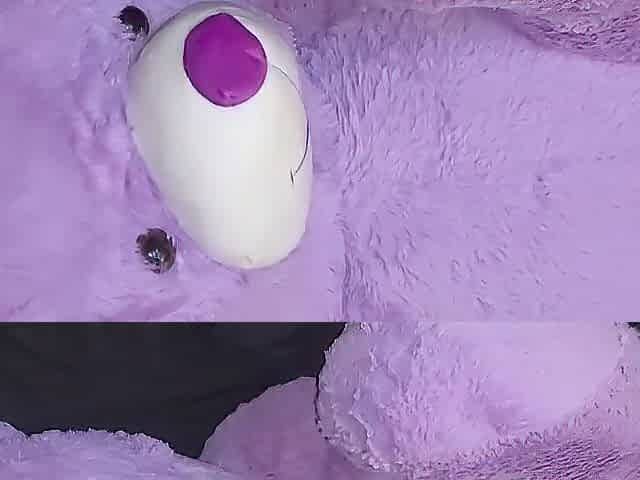 Side view banging teddy bear from behind ????