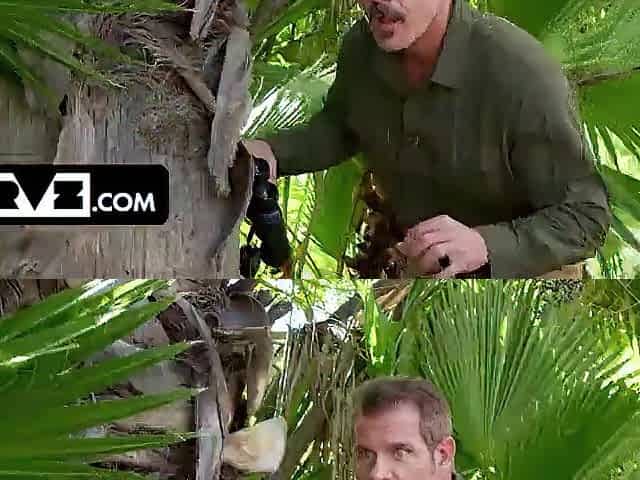 Bush Hunter Jason Tracks Down a Uncommon Full Bush Specimen in Florida Swamps