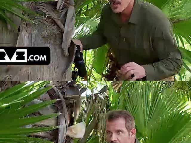 Bush Hunter Jason Tracks Down a Uncommon Full Bush Specimen in Florida Swamps