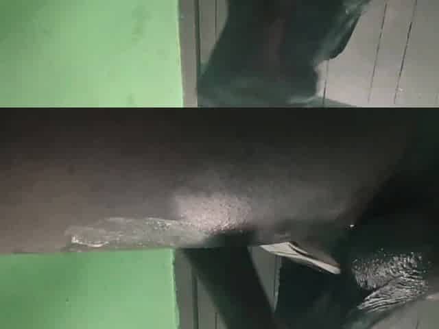 Trailer Cum for me and Let me cum for u