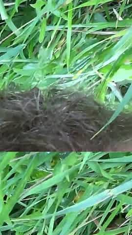 Hairy Pee Outdoor