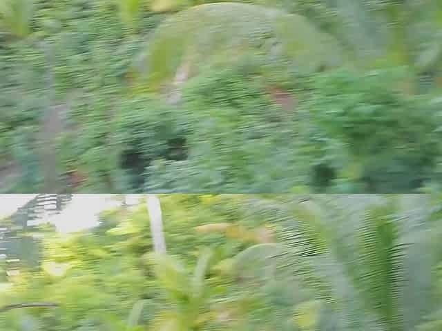 Risky public fuck with teen Asian babe in woods