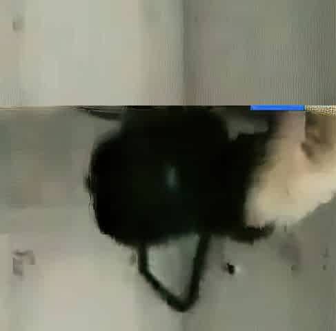 Cheating Asian MILF Caught on Tape with Lover
