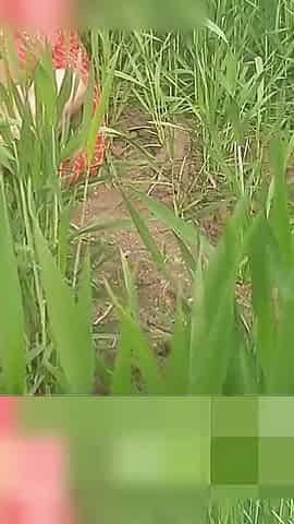 The Village's Desi Sister-in-law Is Yearning for Sex in the Outdoor Open Field.