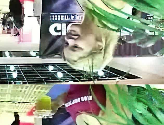 Blonde emo amateur solo masturbation