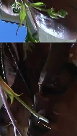 Two Horny MILFs Fucking a Big Black Dick Guy.hottest Threesome, Hardest Fuck for the Sluttiest Whores Vol 2