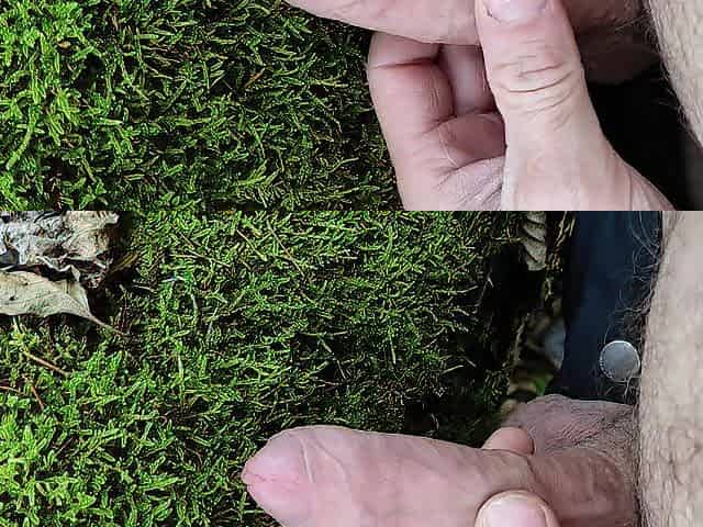 Shlong Friction Moos in the forest
