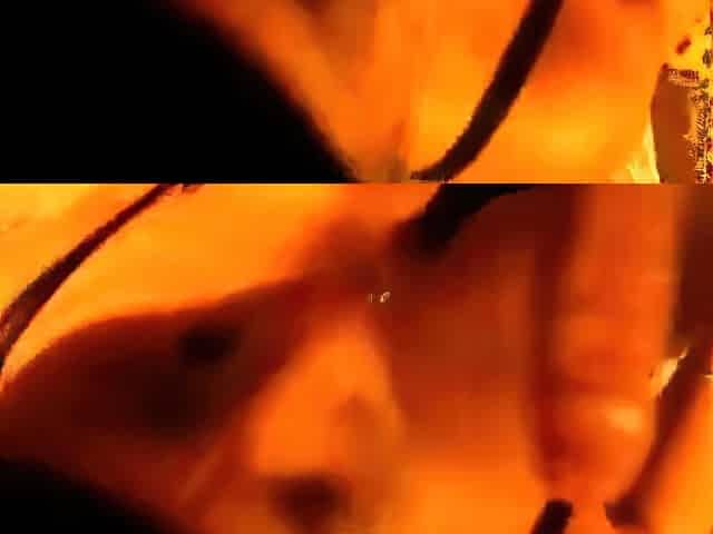 Russian Amateur Black Widow Sucks Dick