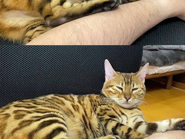 Greatly pretty with large tail