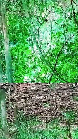 Met Her on the Street and Took Her to the Woods, Naughty Country Girl.