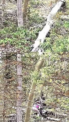 Outdoor Bigdick Blowjob