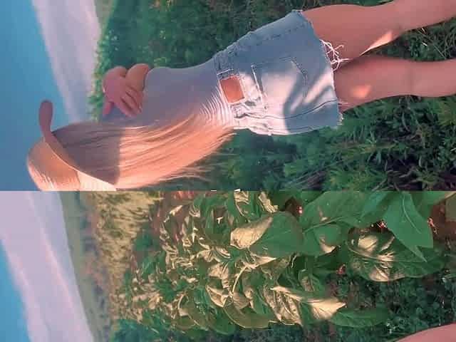 Hot blonde went to see the corn plantation and got corncob