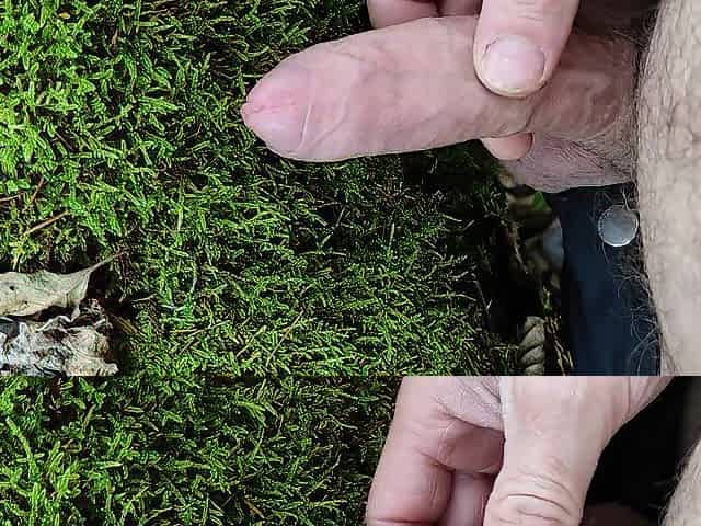 Wang Friction Moos in the forest