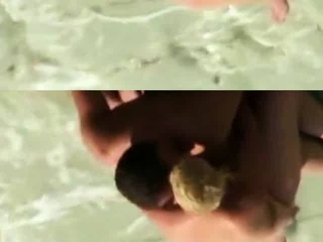 my in-laws caught on the beach (voyeur)