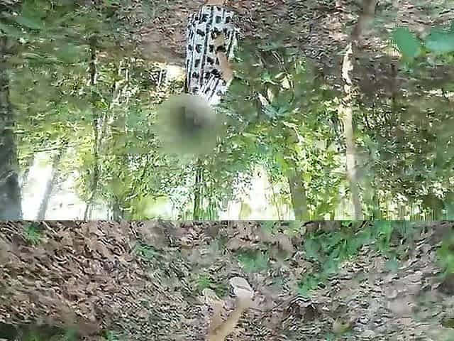 A Thai angel was walking around the forest bragging about picking mu and suddenly had to pee. 4K HD