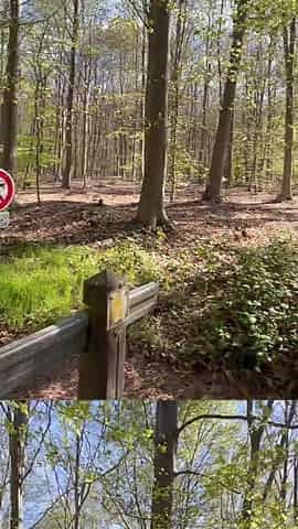 I Finger My Booty in the Forest and Squirt