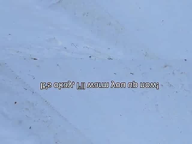 A stranger in the winter forest