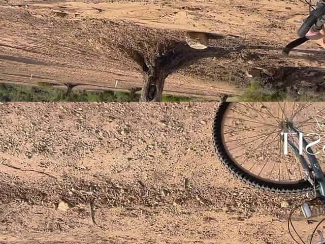Bike Ride in the Middle of the Forest Ends Very Well