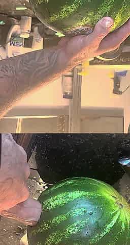 Screwing watermelon ,large rod,love sex