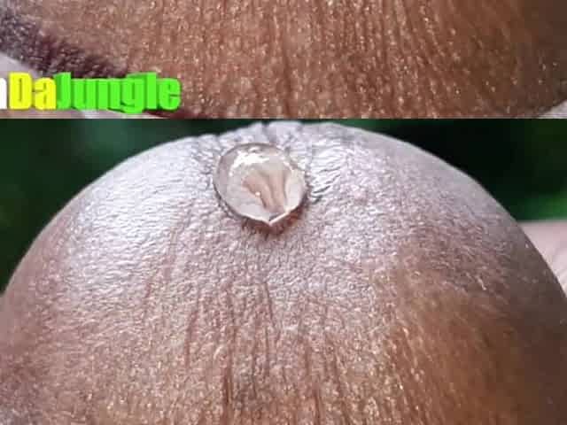 I Tease u by Playing with my Agreeable Precum and Fingered my Jock Gap Extraordinary Close Up