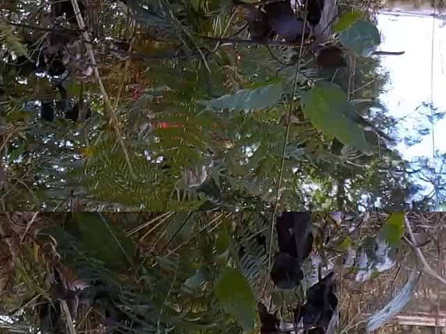 Outdoor solo scene with Ivana masturbating pussy