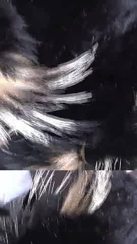 Ejaculation Training: Sniffing and Cumming on a Fur Scarf, Lady Victoria Valente