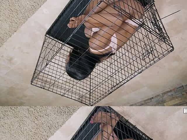 Bad Black Girl Sarah Banks Locked In A Cage