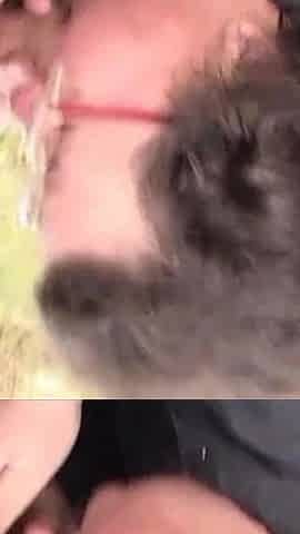 Old BBW chick sucks his cock outdoor in close up