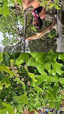 Slutty Hiking Outdoor Masturbation - OF Hottie @nephilaaranea Sex-toy Banging Soaked Snatch in Public