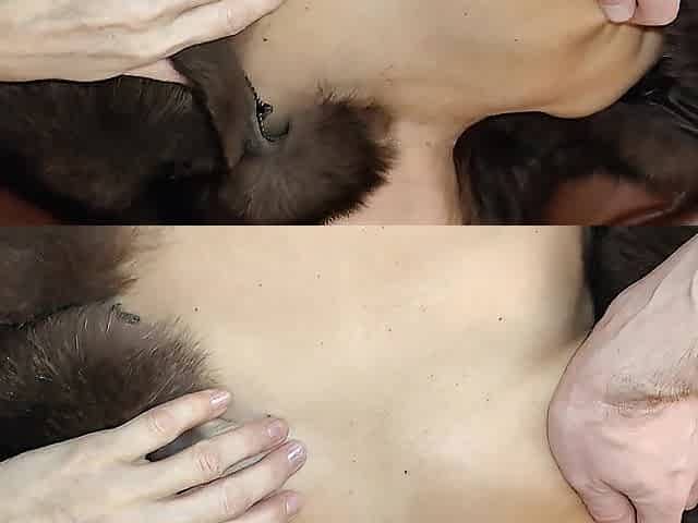 Screwed a mother i'd like to fuck in a yiff coat on the bed