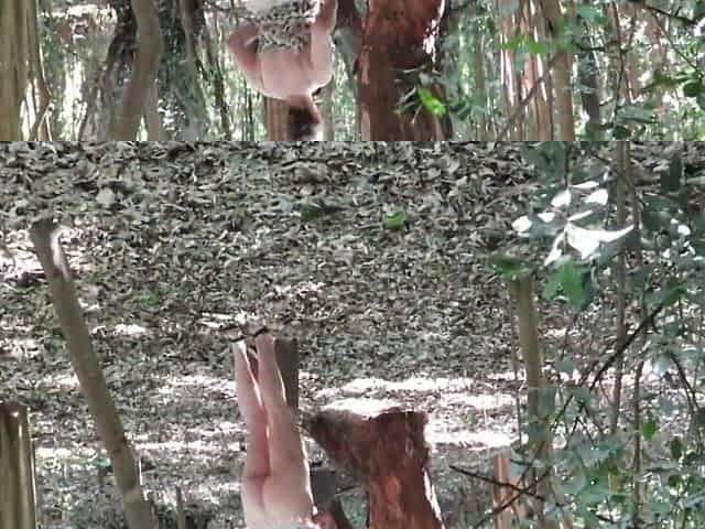 Patricia In The Forest