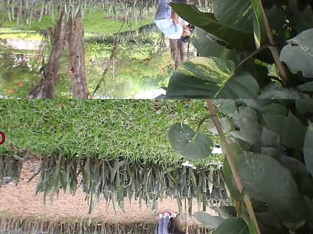 SPYING ON A PAIR IN THE PUBLIC PARK