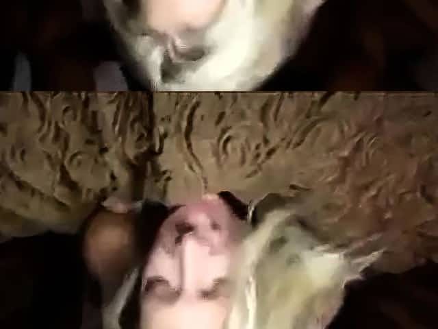 Interracial breeding blonde prone bone