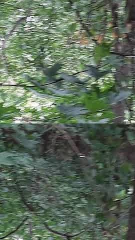 Risky Lesbian Masturbation in the Forest