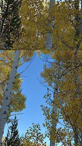 Pissing in a costume among golden aspens
