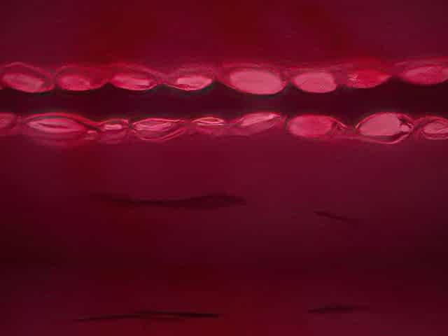 Dangerous Beauty with Night_20100201p0