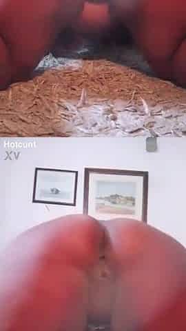 Large butt black