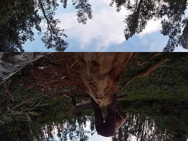 log skinning virgin no more