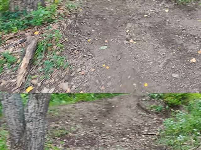 Without Pants in the Cold Forest