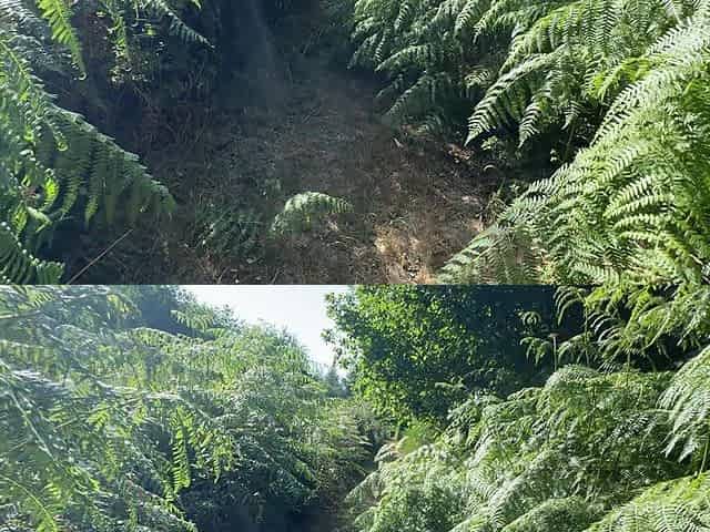 Sloppy Deepthroats, Blowjob and Ball Licking in the Forest - Luna Doll