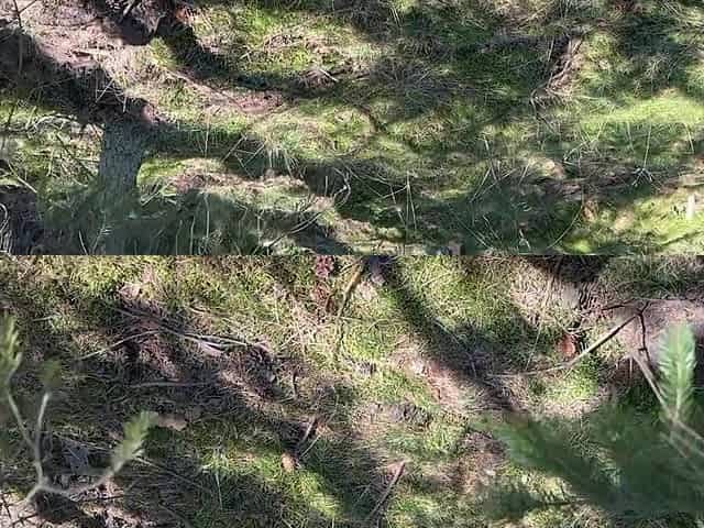 A witch with charming natural boobs finds dildos in the forest and just now tests 'em